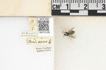 Media type: image;   Entomology 771135 Aspect: Labels
